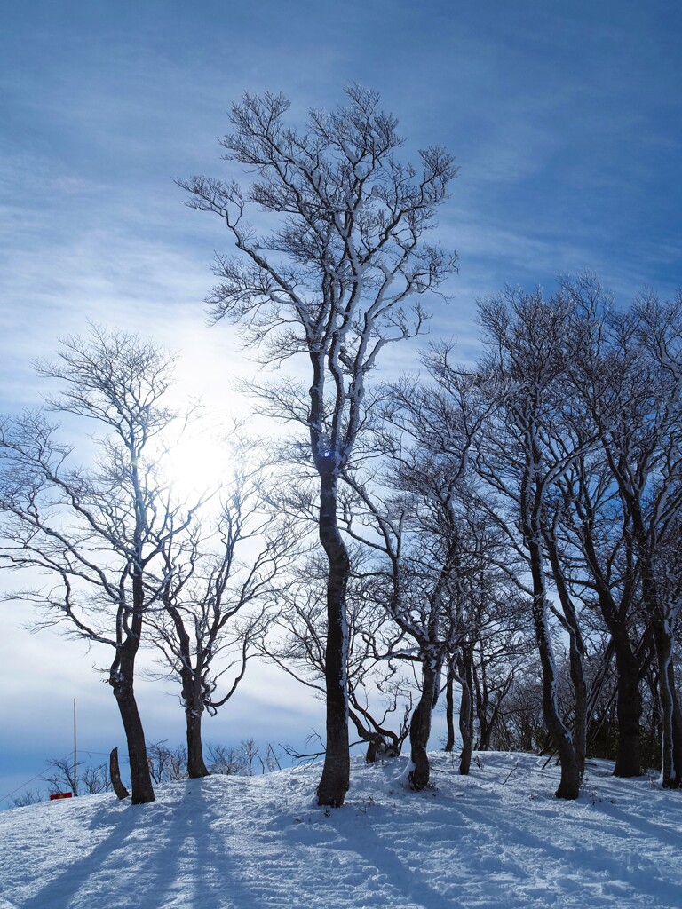 雪と空と樹木と