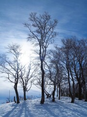 雪と空と樹木と