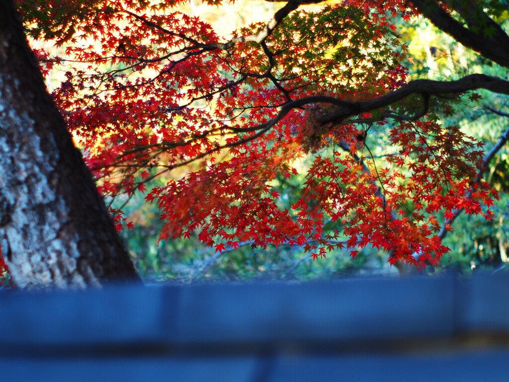 瓦の向うに・・