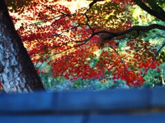 瓦の向うに・・