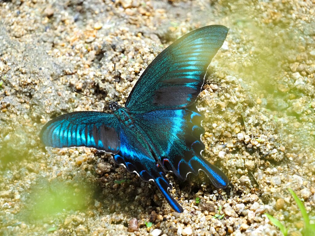 ミヤマカラスアゲハⅢ