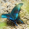 ミヤマカラスアゲハⅢ