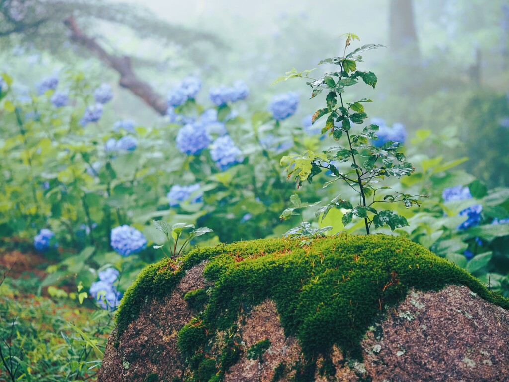 霧と紫陽花Ⅲ