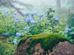 霧と紫陽花Ⅲ