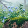 霧と紫陽花Ⅲ