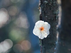 春っぽくⅡ『梅』