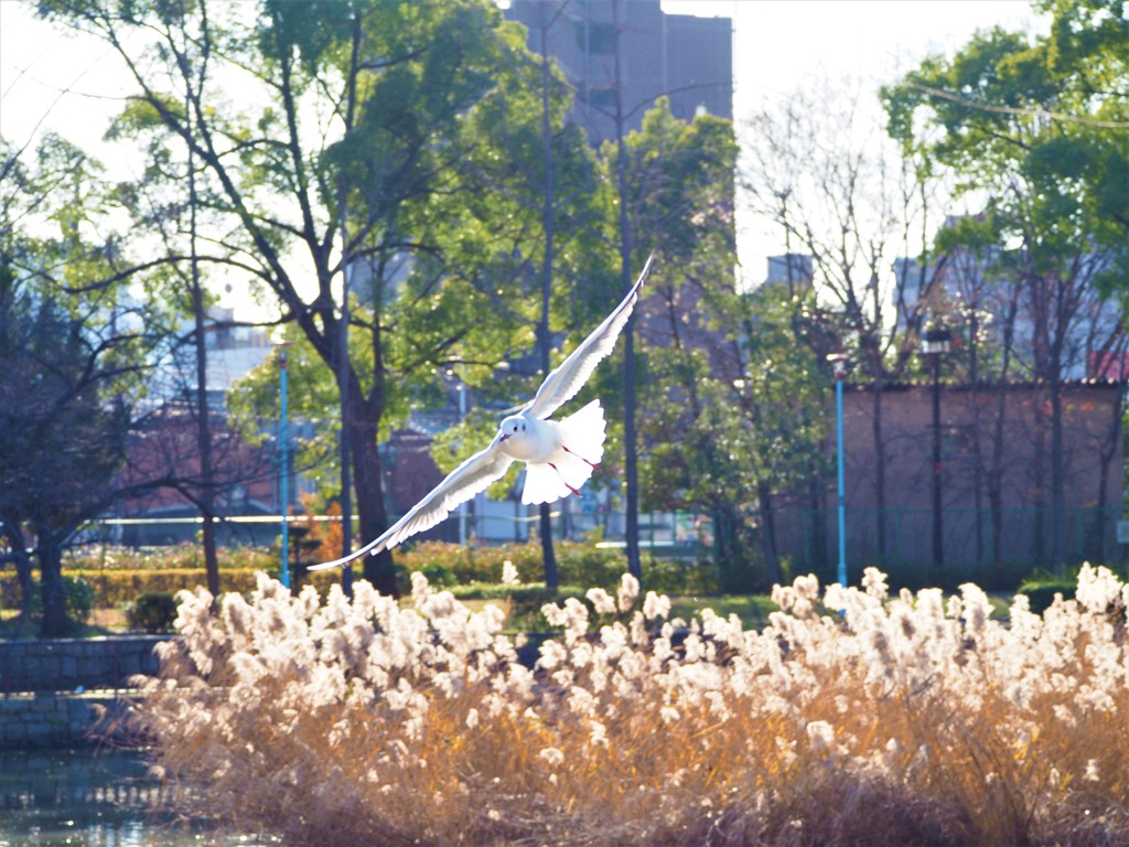 すーっ　来年は鳥