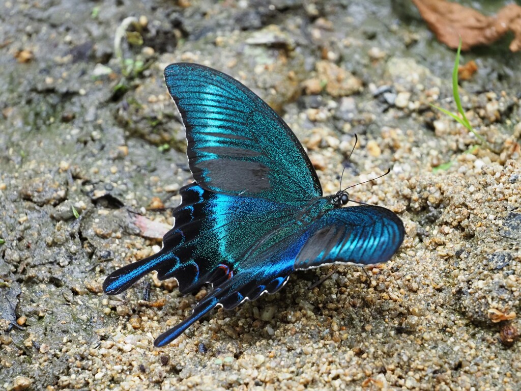 ミヤマカラスアゲハⅡ