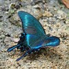 ミヤマカラスアゲハⅡ