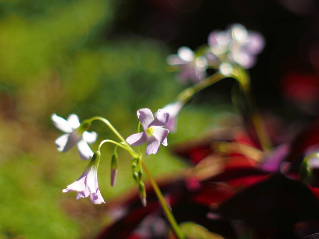 秋の小さな花Ⅱ