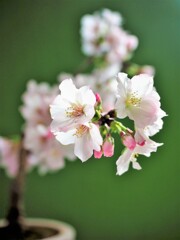 うちの桜　満開Ⅰ