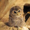 ふくろう「ベイビー」