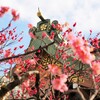 北野天満宮　梅紋