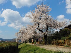 鴨川　桜Ⅲ