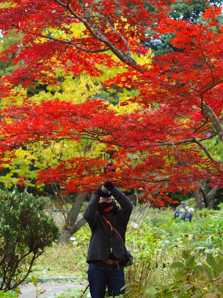 秋『赤と黄色』見上げる