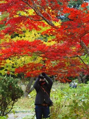 秋『赤と黄色』見上げる