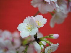 うちの桜　満開Ⅱ