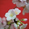 うちの桜　満開Ⅱ