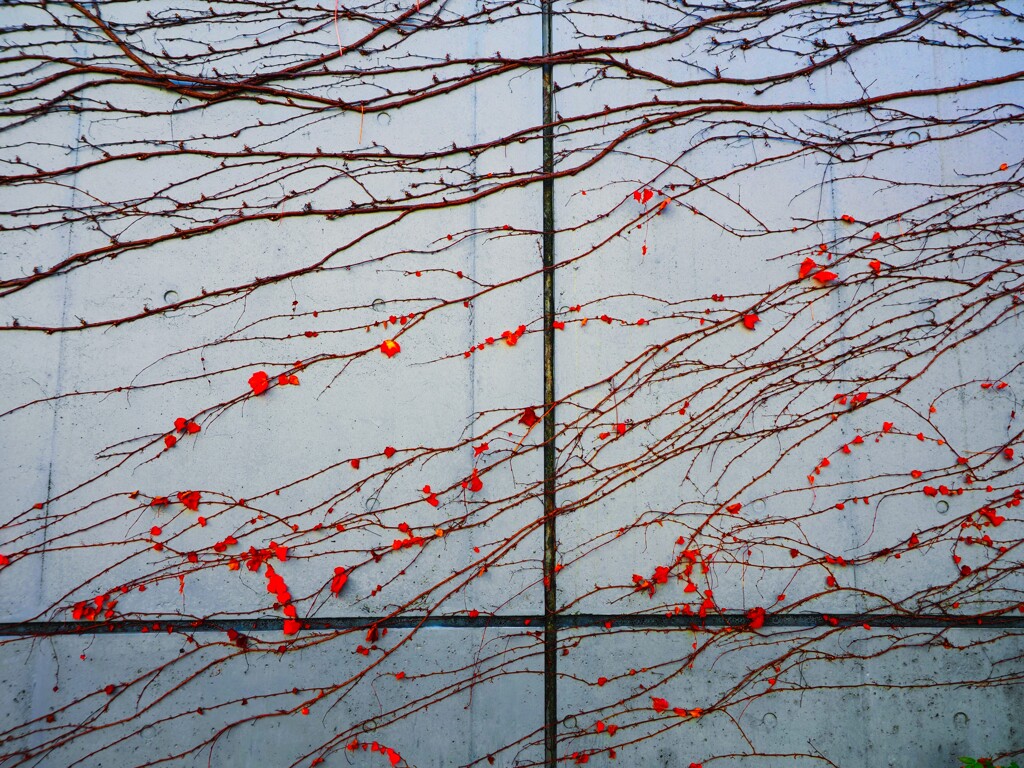 壁の紅葉