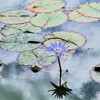 空と雲と睡蓮と・・Ⅱ