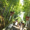 竹林の階段　大神神社