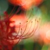 光のグラデーションと彼岸花Ⅲ