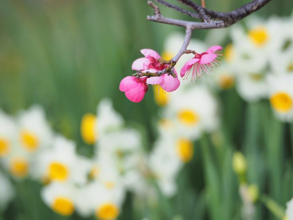 梅と水仙　Ⅲ