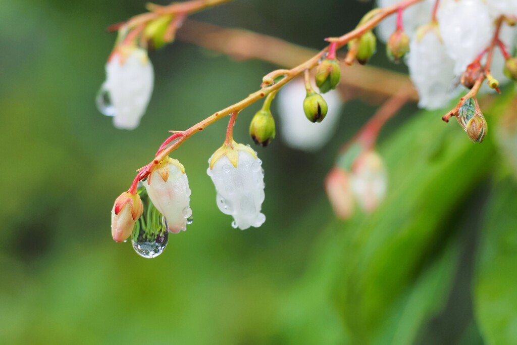 雫の緑　「馬酔木」