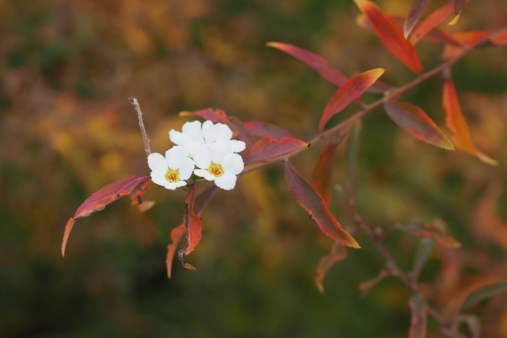 ユキヤナギ　紅葉