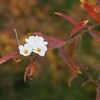 ユキヤナギ　紅葉