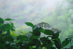 霧と紫陽花Ⅰ