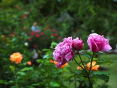 秋の薔薇Ⅲ