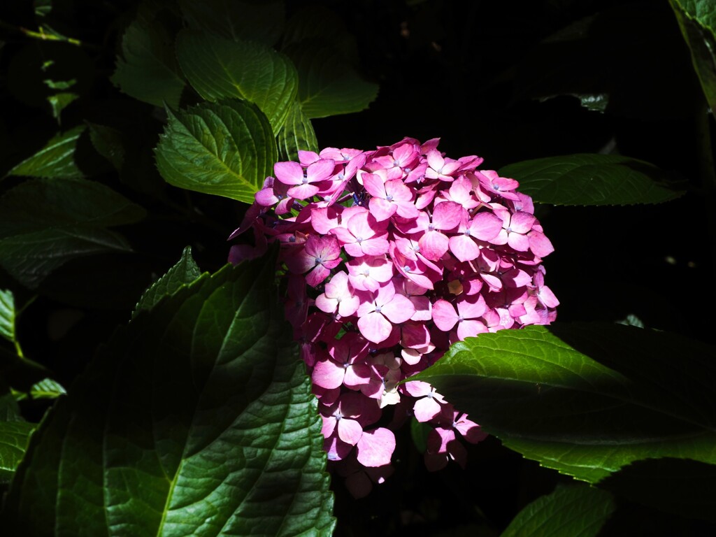 紫陽花と影　Ⅱ