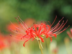 彼岸花Ⅰ　赤