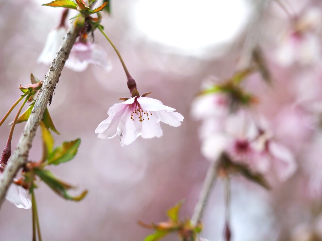 『桜』
