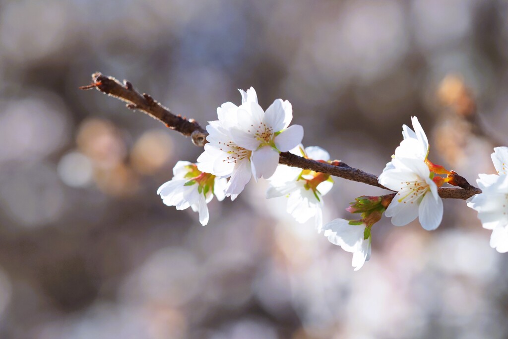 冬の桜　静かな感じで