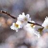 冬の桜　静かな感じで