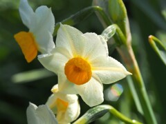 朝の水仙と『虹』の玉