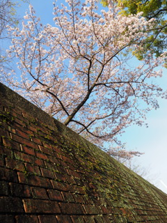 桜　と・・「レンガ」　Ⅱ