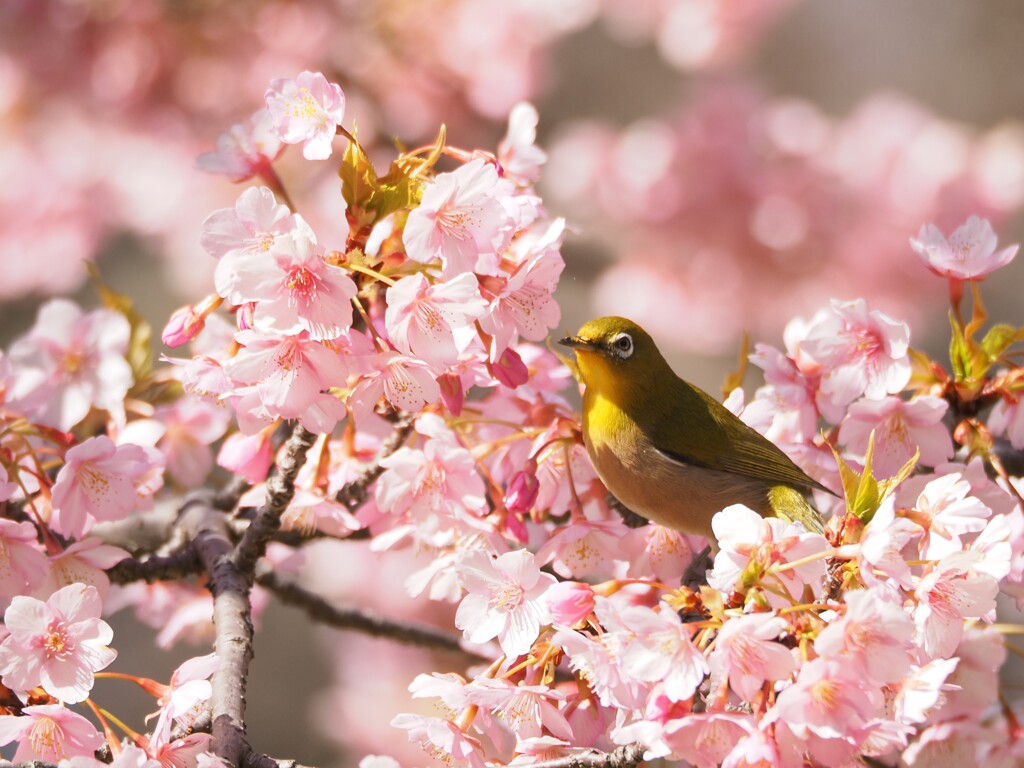 メジロと桜　ピンクの雲の上