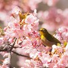 メジロと桜　ピンクの雲の上