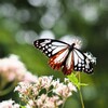 アサギマダラ Ⅰ　光に
