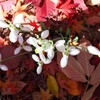 紅葉とスノードロップⅡ