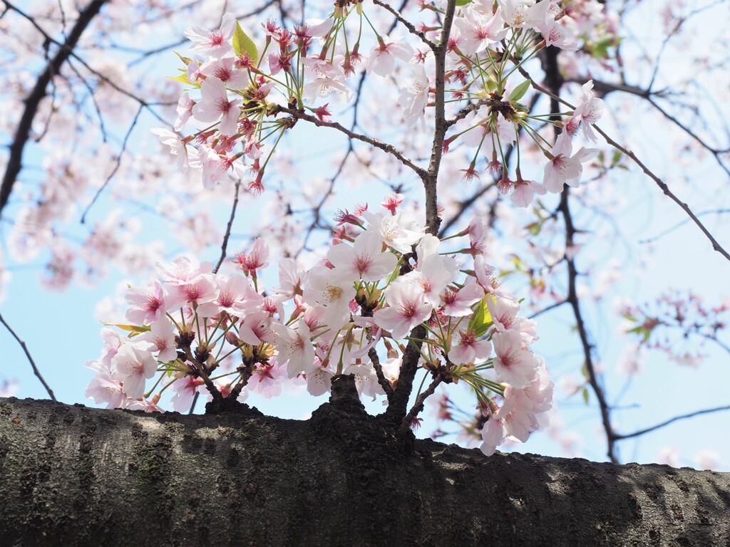 桜もそろそろ緑が