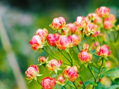 秋の薔薇Ⅰ　ミニ薔薇