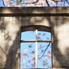 レトロ建造物と桜Ⅰ