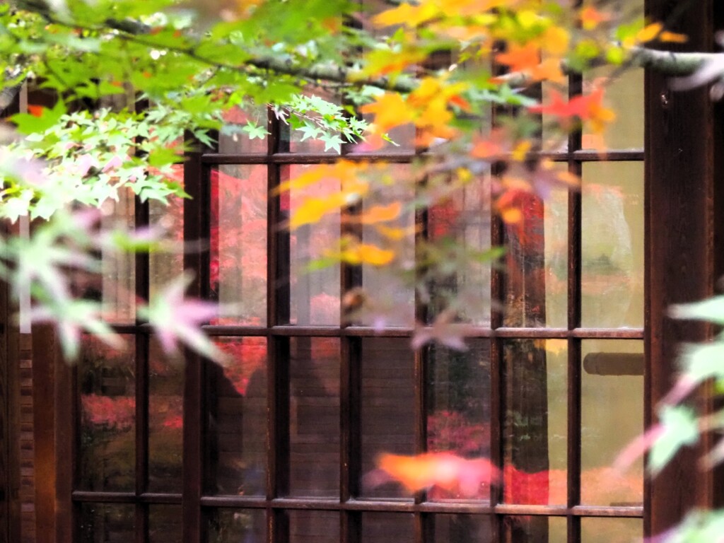 建仁寺の紅葉　ガラス