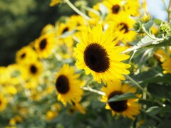 夏の向日葵