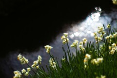 小川の土手の水仙