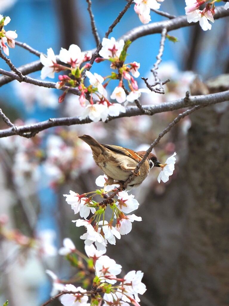雀の花盗人